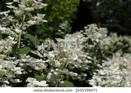 Hydrangea paniculata ‘Early Sensation’ growing with small flower bud in full bloom.