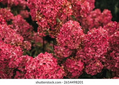 Hydrangea paniculata also known as panicled hydrangea peegee and grandiflora with pink flower clusters. Ornamental gardening biodiversity landscape design and summer bloom. High quality photo
