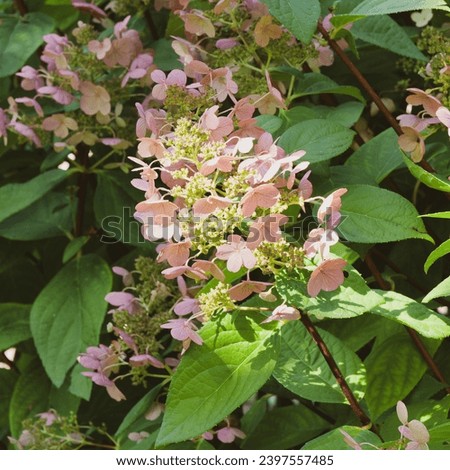 (Hydrangea paniculata) Large and erect cone-shaped panicle of Large-Flowered Panicle Hydrangea with pale pink inflorescence on purple-red stem constrasting with green ovate serrated leaves