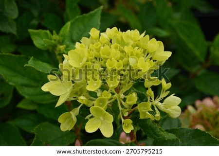 Hydrangea paniculata 'Little Lime'; panicled hydrangea, shrub with white green  blossoms
