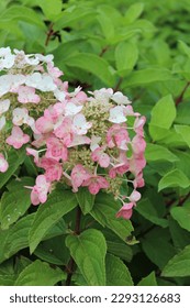 Hydrangea paniculata 'Mega Mindy', bush with white and pink blossoms