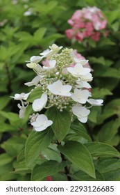 Hydrangea paniculata 'Mega Mindy', bush with white and pink blossoms