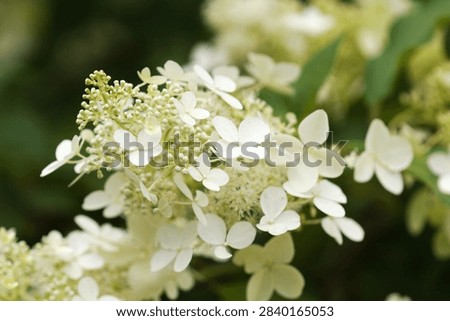 Hydrangea paniculata, panicled hydrangea, natural macro floral background
