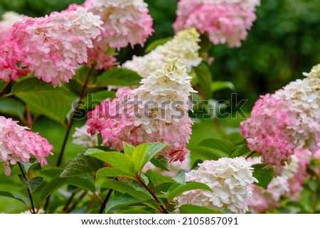 Hydrangea paniculata, the panicled hydrangea, is a species of flowering plant in the family Hydrangeaceae