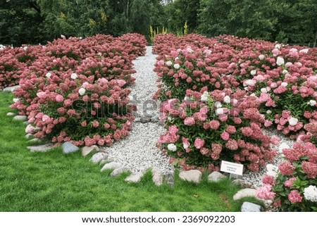 Hydrangea paniculata in the park. A combination of dark pink, red Vanille fraise and light pink Phantom