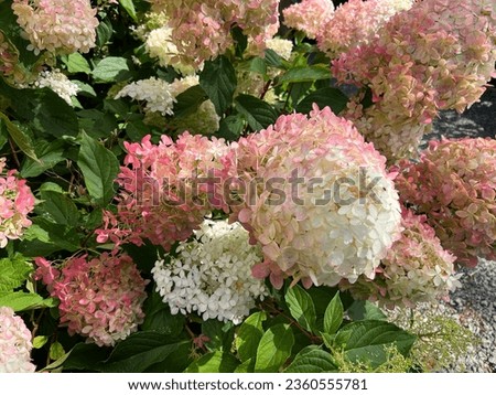Hydrangea paniculata 'Phantom' flowering in late summer
