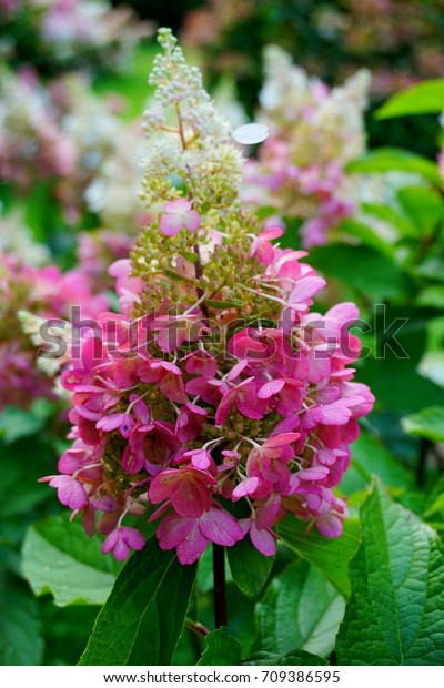 Hydrangea Paniculata Pinky Winky Hydrangea Stock Photo Edit Now 709386595