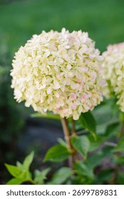 Hydrangea paniculata Pixio with mostly white flower heads and subtle hints of early pink hues on the edges of petals.