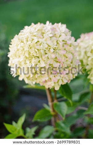 Hydrangea paniculata Pixio with mostly white flower heads and subtle hints of early pink hues on the edges of petals.