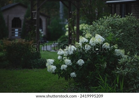 hydrangea paniculata planted with cornus alba in summer ornamental cottage garden. Landscape design for back yard.
