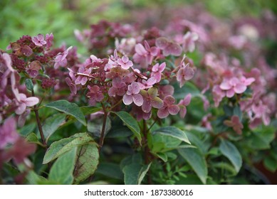 Hydrangea paniculata Polestar, Switch Ophelia grows and blooms in late summer in the garden - Shutterstock ID 1873380016