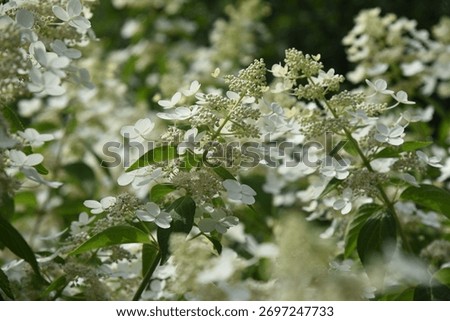 Hydrangea paniculata Prim White grows and blooms in a summer garden