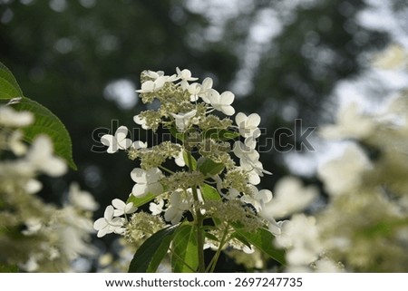 Hydrangea paniculata Prim White grows and blooms in a summer garden