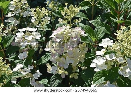 Hydrangea paniculata ‘Little Quick Fire’, inflorescence with almost white flowers and a slight pink tint on the edges of the petals in a garden at the beginning of flowering, close-up