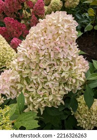 Hydrangea paniculata Skyfall. The inflorescence consists of sterile flowers, dense, large. The flowers are pink in autumn.