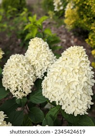 Hydrangea paniculata Skyfall.  The inflorescence consists of sterile flowers, dense, large.  It blooms greenish, then becomes white and later pink flowers.