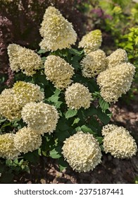 Hydrangea paniculata Skyfall.  The inflorescence consists of sterile flowers, dense, large.  It blooms greenish, then becomes white and later pink flowers.