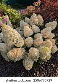 Hydrangea paniculata Skyfall. The inflorescence consists of sterile flowers, dense, large. The flowers are unusual, with curved tips, very similar to hyacinth.