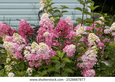 Similar – Image, Stock Photo hydrangea Hydrangea