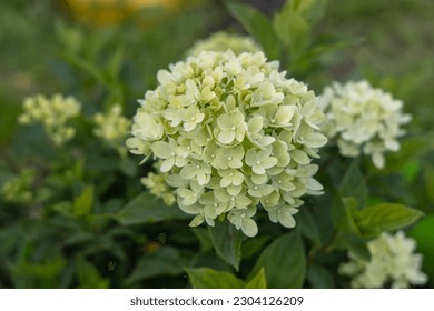 Hydrangea paniculata sort Limelight: hydrangea with green flowers blooms in the garden in summer
