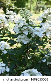 Hydrangea paniculata sort Pee Wee: hydrangea blooms in the garden in summer
