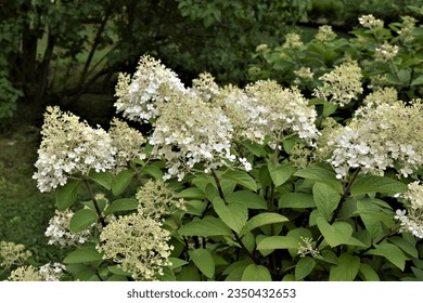 Hydrangea paniculata ‘Bobo’ (syn. ‘Ilvobo’) at the beginning of flowering