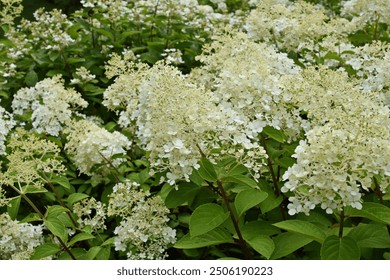 Hydrangea paniculata ‘Bobo’ (syn. ‘Ilvobo’) at the beginning of flowering in a greenery
