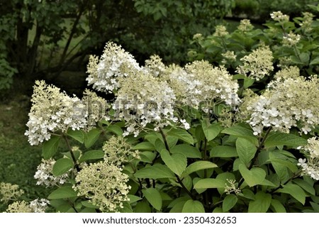 Hydrangea paniculata ‘Bobo’ (syn. ‘Ilvobo’) at the beginning of flowering