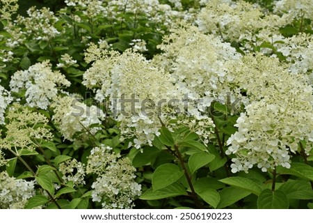 Hydrangea paniculata ‘Bobo’ (syn. ‘Ilvobo’) at the beginning of flowering in a greenery