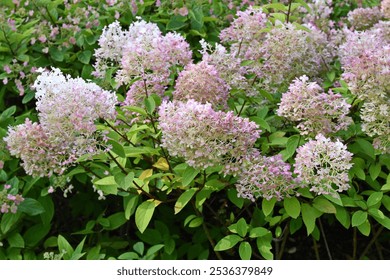 Hydrangea paniculata ‘Bobo’ (syn. ‘Ilvobo’) some time after the beginning of flowering in a greenery