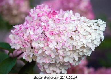 Hydrangea paniculata Vanille Fraise bloom closeup - Shutterstock ID 2249156169