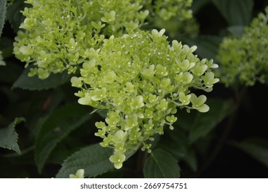 Hydrangea paniculata 'Whitelight'; panicled hydrangea, shrub with white blossoms
