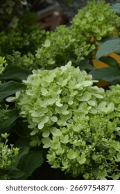 Hydrangea paniculata 'Whitelight'; panicled hydrangea, shrub with white blossoms
