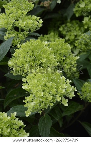 Hydrangea paniculata 'Whitelight'; panicled hydrangea, shrub with white blossoms
