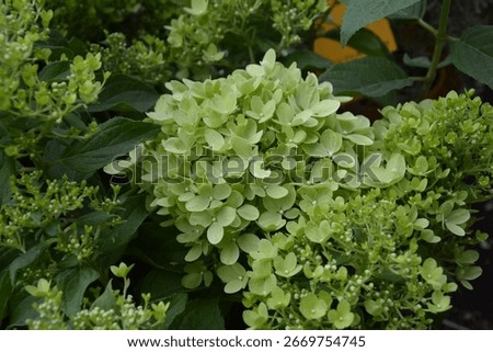 Hydrangea paniculata 'Whitelight'; panicled hydrangea, shrub with white blossoms

