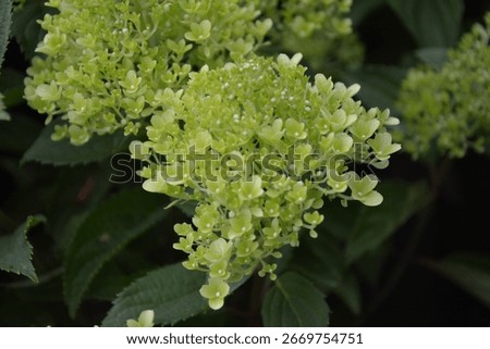 Hydrangea paniculata 'Whitelight'; panicled hydrangea, shrub with white blossoms
