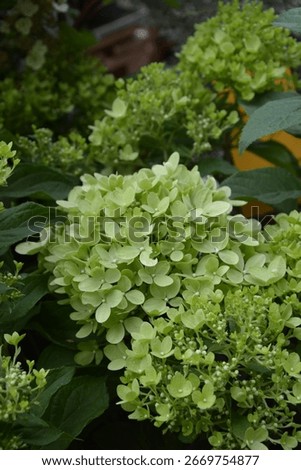 Hydrangea paniculata 'Whitelight'; panicled hydrangea, shrub with white blossoms
