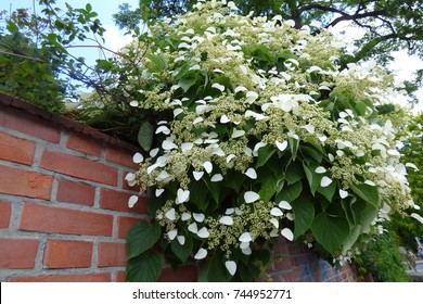 Hydrangea Petiolaris