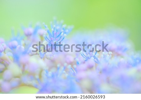 Similar – Lavender, blossom Summer