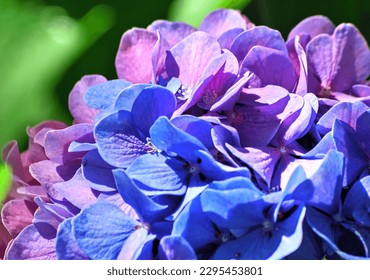 hydrangea, pink, blue, closeup, flower