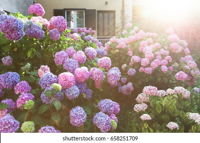 Hydrangea is pink, blue, lilac, violet, purple flowers are blooming in spring and summer at sunset in town garden near house and window with wooden shutters.
