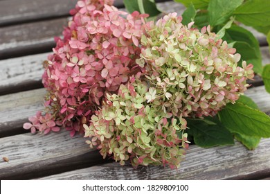 A hydrangea pink with flowers