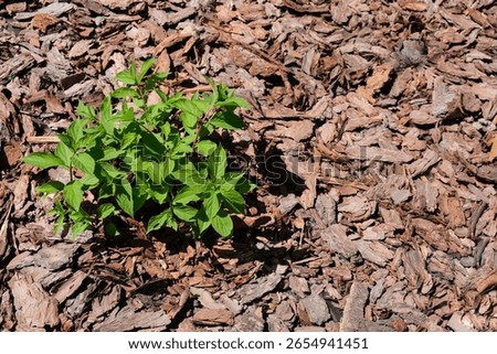 Hydrangea plant. Pine or larch bark mulch. Protection of the soil from drying out, weed suppression