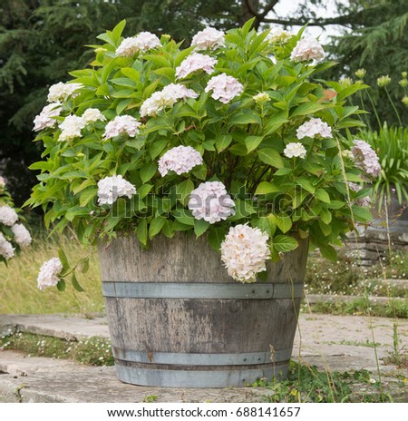 Hydrangea Planted in a Wooden Barrel in a Country Cottage Garden in Rural Somerset, England, UK