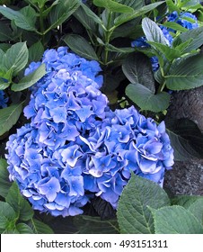 Hydrangea plants