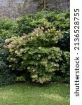 Hydrangea quercifolia, a beautiful deciduous shrub also called oak-leaved hydrangea