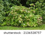 Hydrangea quercifolia, a beautiful deciduous shrub also called oak-leaved hydrangea
