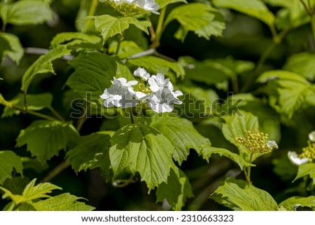 Hydrangea quercifolia, commonly known as oakleaf hydrangea or oak-leaved hydrangea