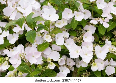 Hydrangea Runaway bride. Wedding background. Romantic flowers. Natural background 