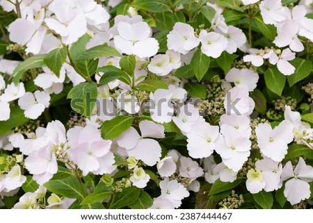 Hydrangea Runaway bride. Wedding background. Romantic flowers. Natural background 